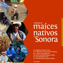 Catálogo de maíces nativos en Sonora